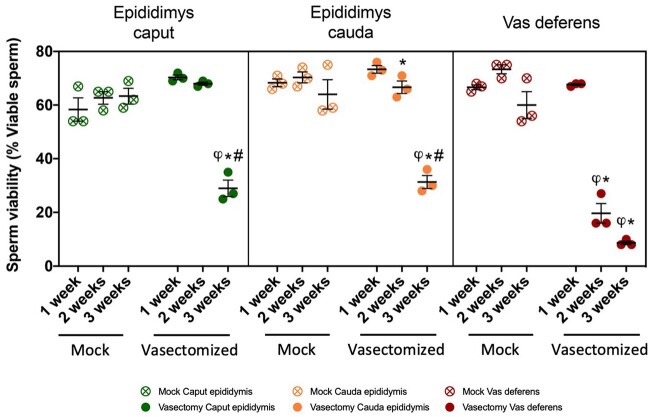 Sperm degradation after vasectomy follows a sperm chromatin fragmentation-dependent mechanism causing DNA breaks in the toroid linker regions.