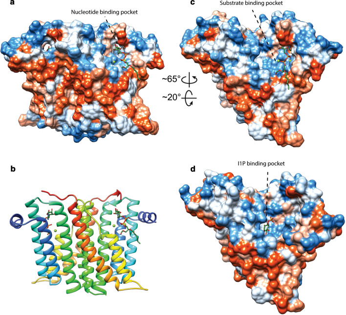 The catalytic and structural basis of archaeal glycerophospholipid biosynthesis.