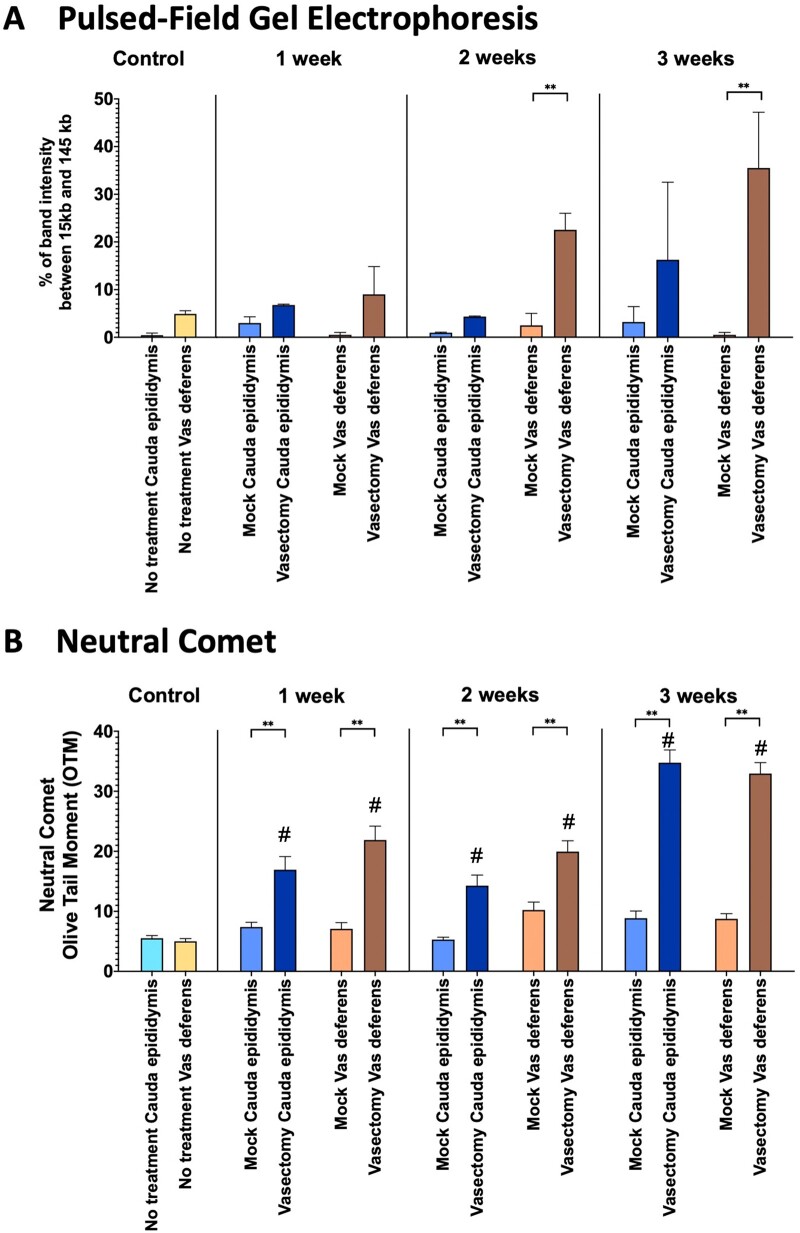 Sperm degradation after vasectomy follows a sperm chromatin fragmentation-dependent mechanism causing DNA breaks in the toroid linker regions.