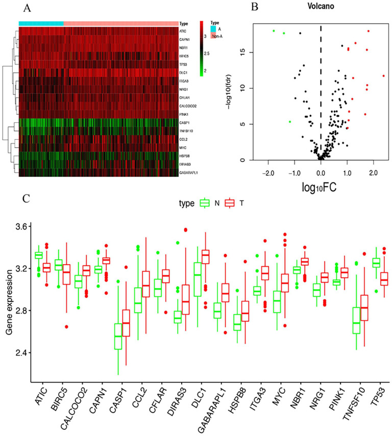 Construction of a Prognostic Nomogram Based on Autophagy-Related Genes for Children With Neuroblastoma.