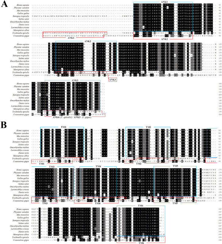 The expression profile of a multi-stress inducible transient receptor potential vanilloid 4 (TRPV4) in Pacific oyster Crassostrea gigas