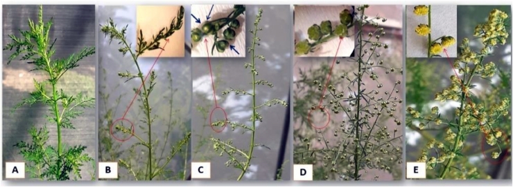 Germline transformation of Artemisia annuaL. plant via in planta transformation technology “Floral dip”