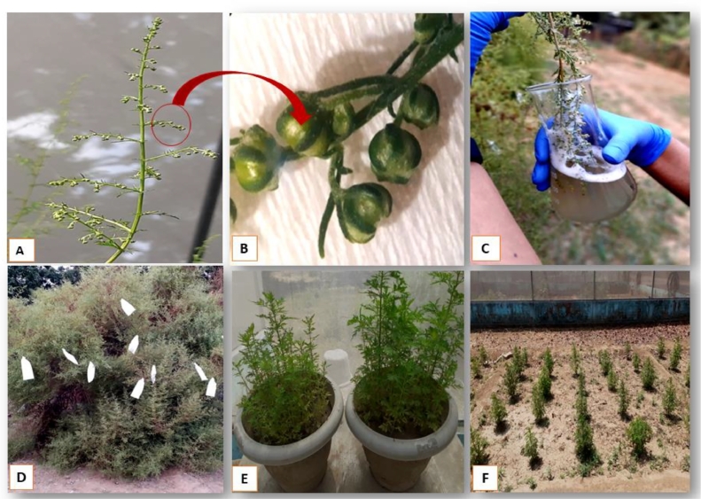 Germline transformation of Artemisia annuaL. plant via in planta transformation technology “Floral dip”