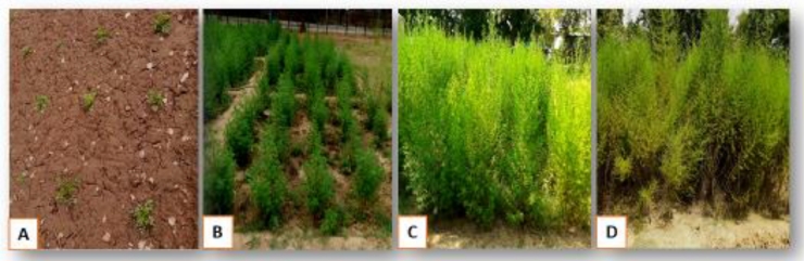 Germline transformation of Artemisia annuaL. plant via in planta transformation technology “Floral dip”