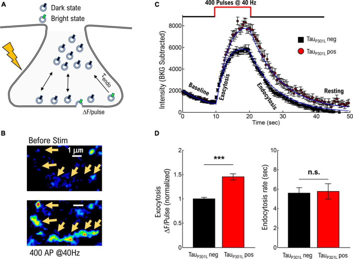 rTg(Tau<sub>P301L</sub>)4510 mice exhibit increased VGlut1 in hippocampal presynaptic glutamatergic vesicles and increased extracellular glutamate release.