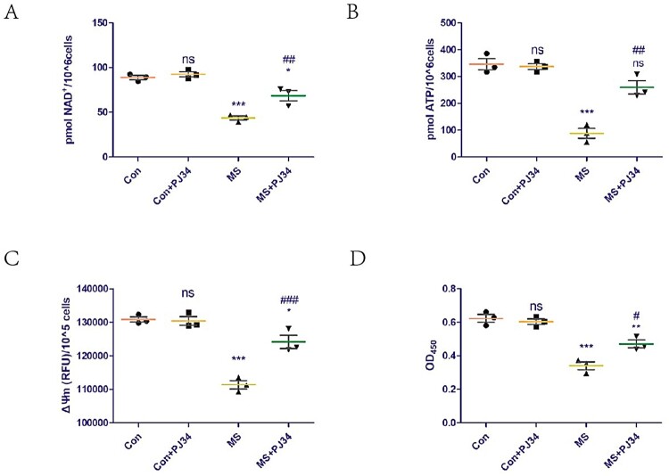 Restoration of NAD<sup>+</sup> homeostasis protects C2C12 myoblasts and mouse levator ani muscle from mechanical stress-induced damage.