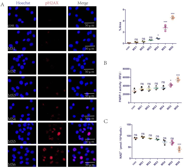 Restoration of NAD<sup>+</sup> homeostasis protects C2C12 myoblasts and mouse levator ani muscle from mechanical stress-induced damage.