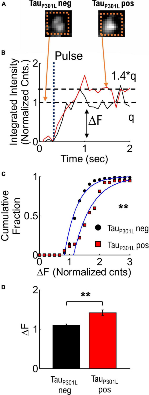 rTg(Tau<sub>P301L</sub>)4510 mice exhibit increased VGlut1 in hippocampal presynaptic glutamatergic vesicles and increased extracellular glutamate release.