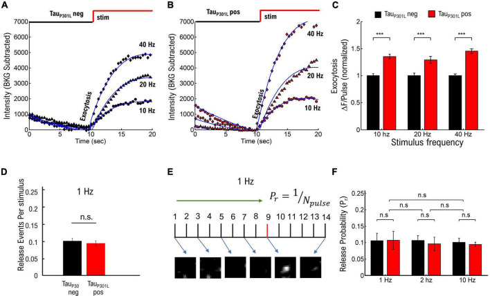 rTg(Tau<sub>P301L</sub>)4510 mice exhibit increased VGlut1 in hippocampal presynaptic glutamatergic vesicles and increased extracellular glutamate release.