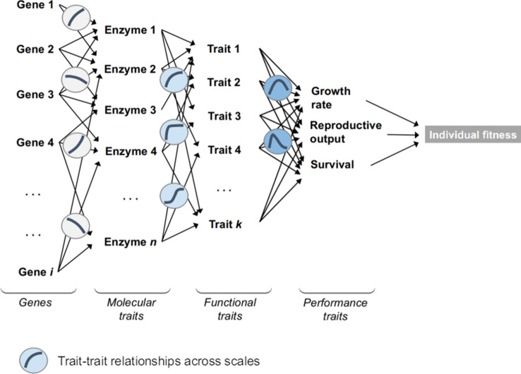 Solving the grand challenge of phenotypic integration: allometry across scales.