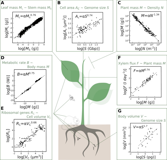 Solving the grand challenge of phenotypic integration: allometry across scales.