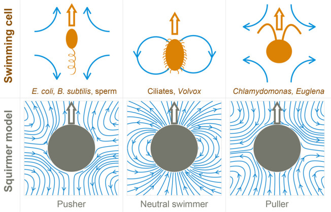 Simple dynamics underlying the survival behaviors of ciliates.