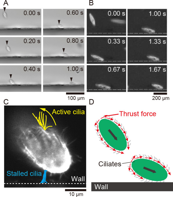 Simple dynamics underlying the survival behaviors of ciliates.