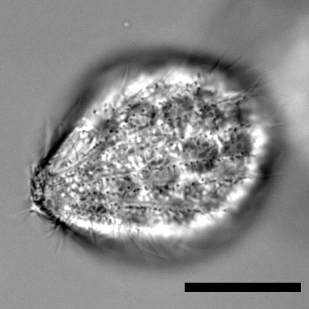 Simple dynamics underlying the survival behaviors of ciliates.