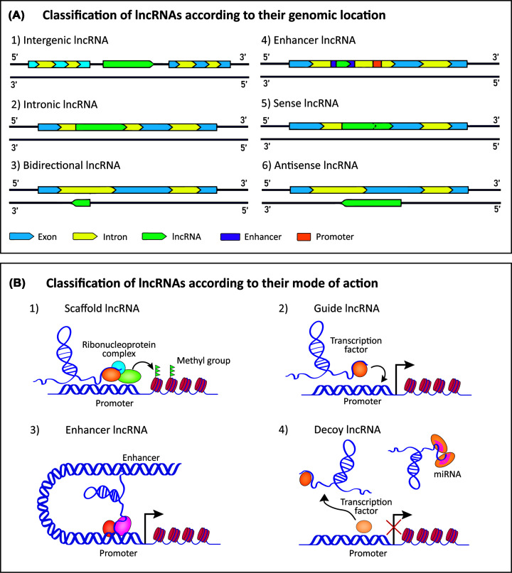 The multifaceted actions of the lncRNA H19 in cardiovascular biology and diseases.
