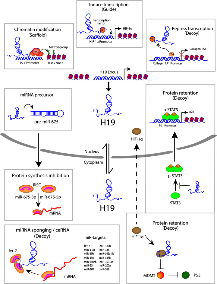 The multifaceted actions of the lncRNA H19 in cardiovascular biology and diseases.