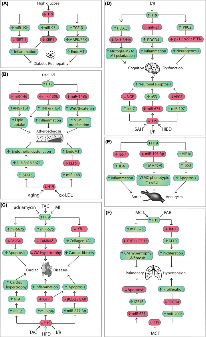 The multifaceted actions of the lncRNA H19 in cardiovascular biology and diseases.