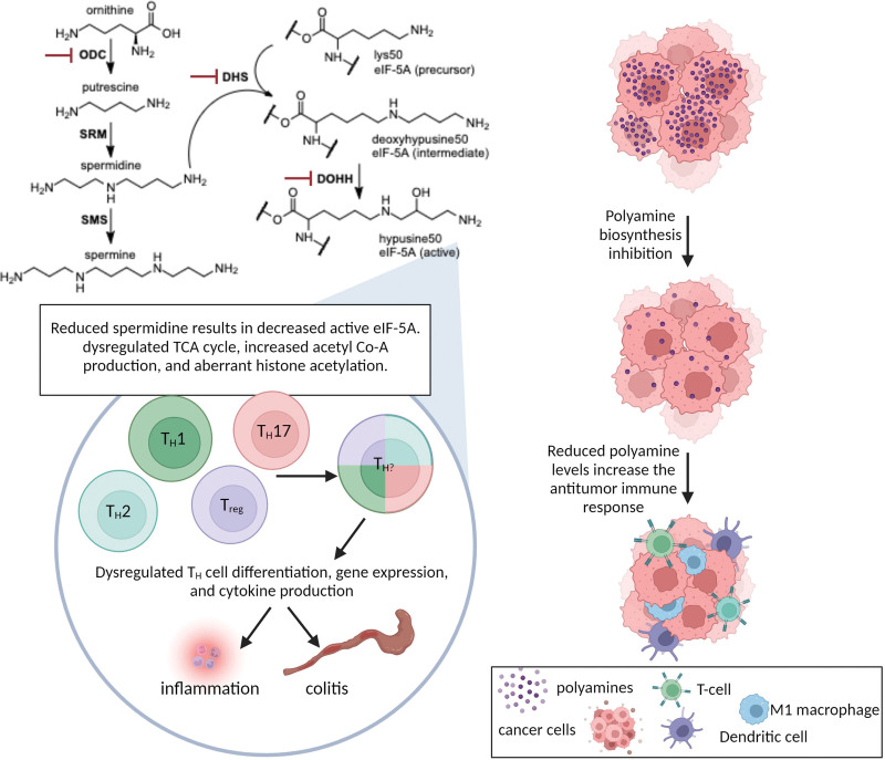 Helping the helpers: polyamines help maintain helper T-cell lineage fidelity.