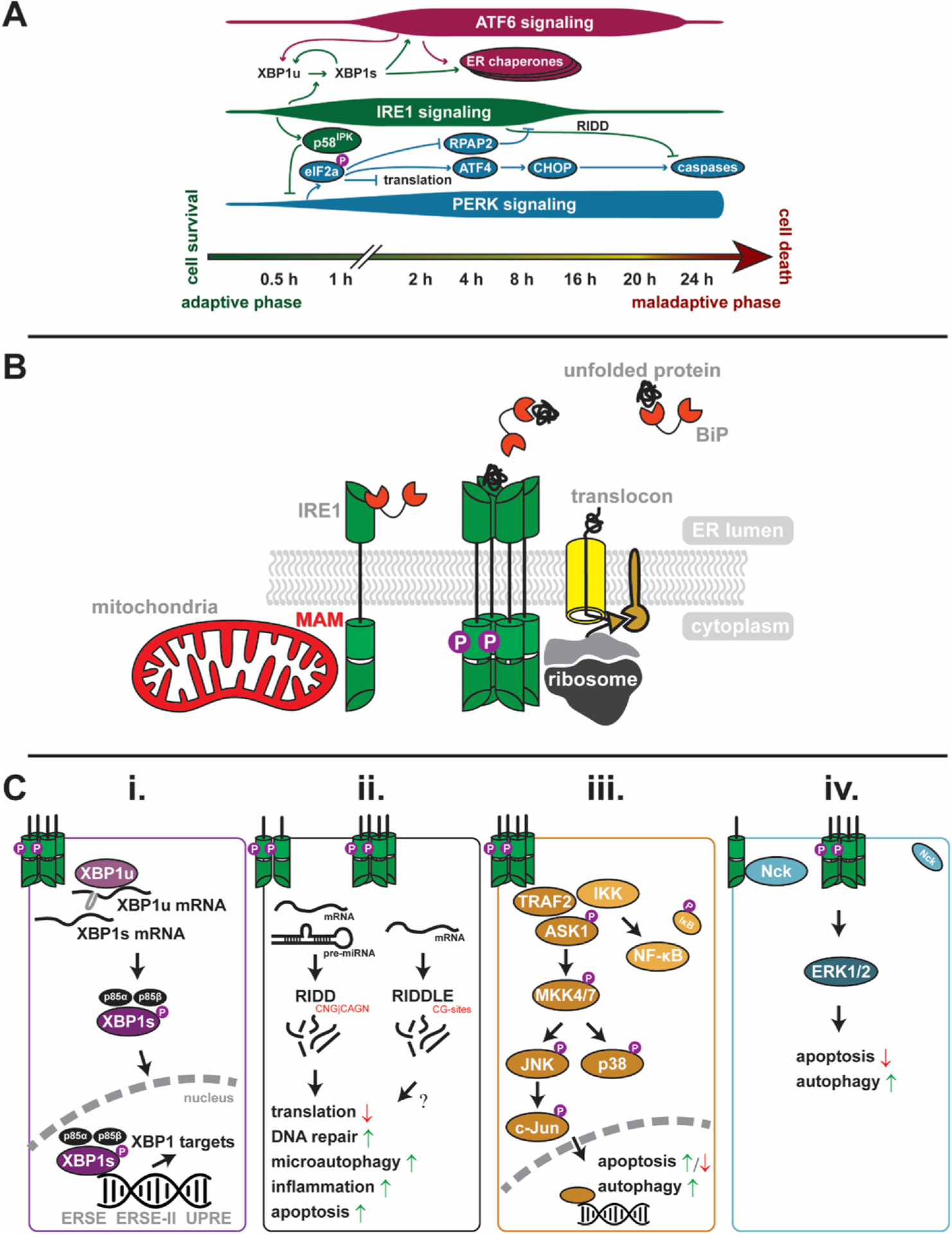 IRE1/XBP1 and endoplasmic reticulum signaling — from basic to translational research for cardiovascular disease