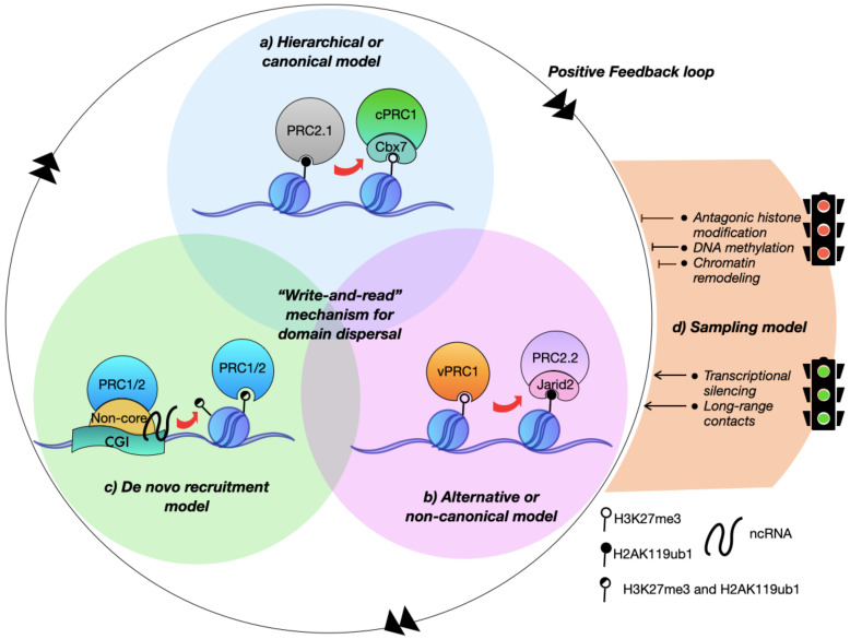 <i>De Novo</i> Polycomb Recruitment and Repressive Domain Formation.