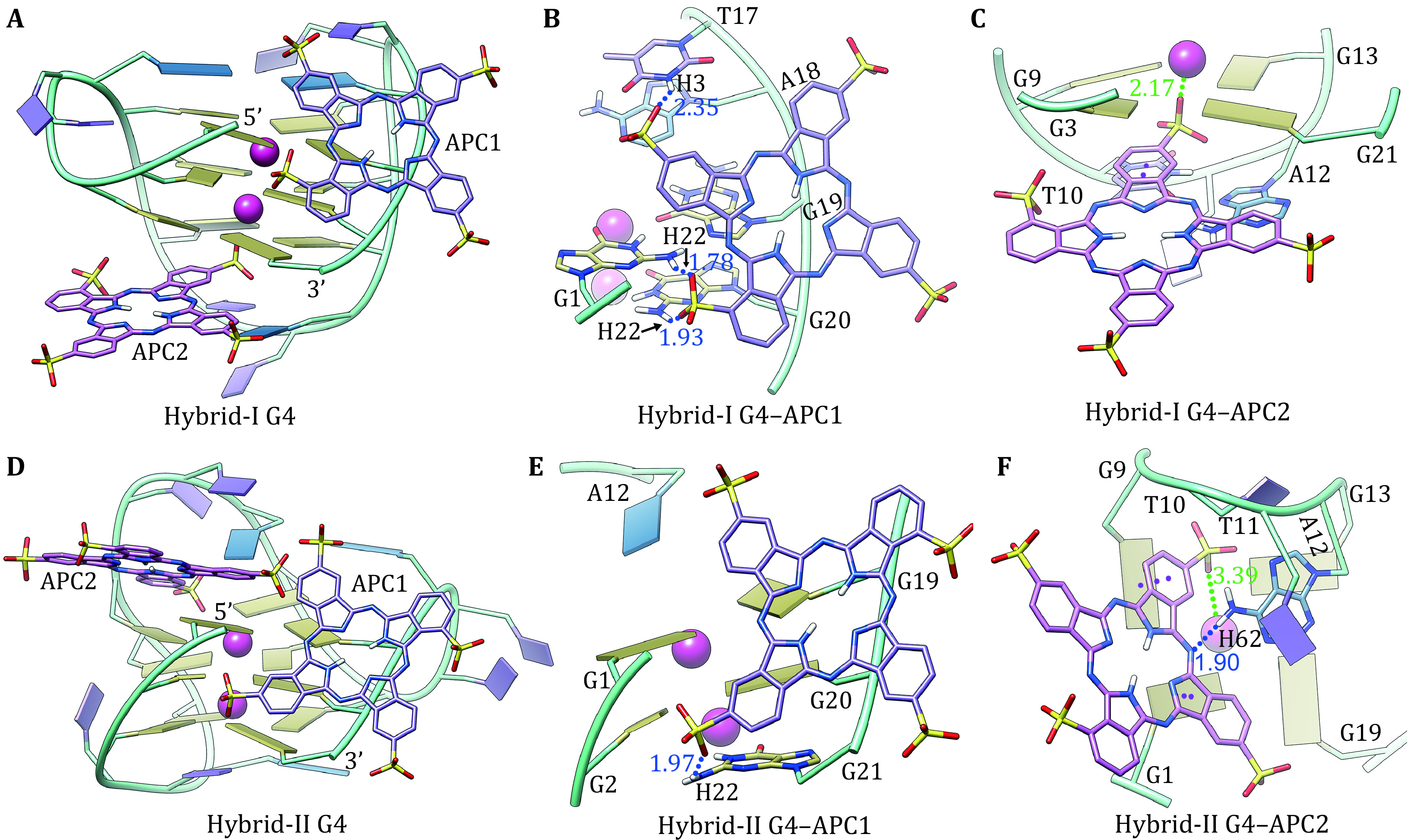 Molecular mechanism of anionic stabilizer for telomere G-quadruplex.