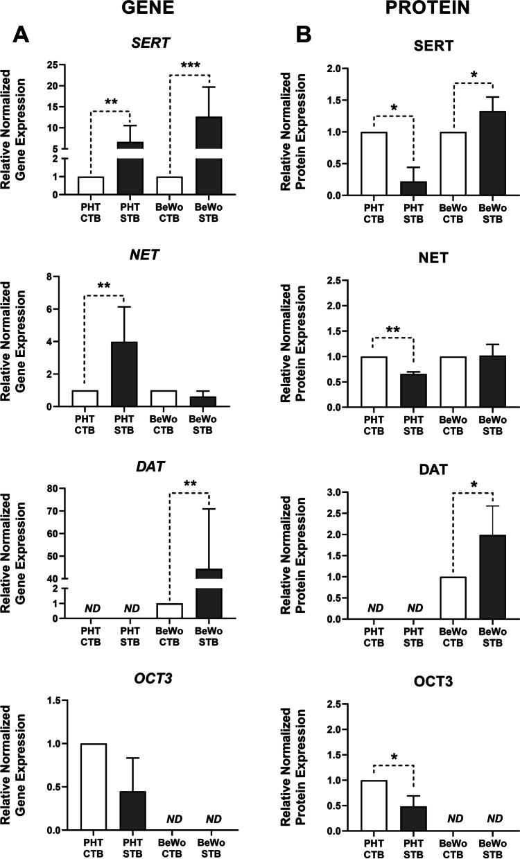 Functional reorganization of monoamine transport systems during villous trophoblast differentiation: evidence of distinct differences between primary human trophoblasts and BeWo cells.