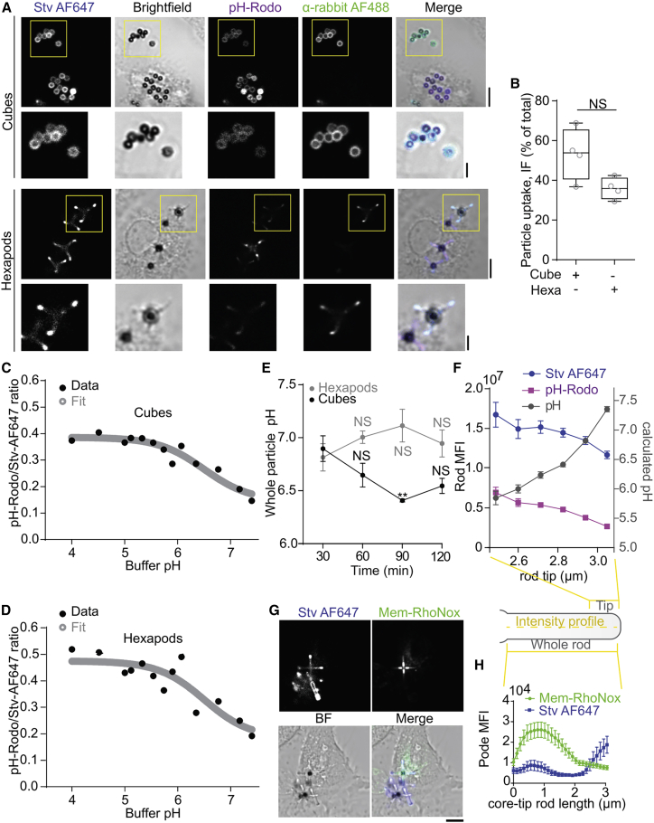 Irregular particle morphology and membrane rupture facilitate ion gradients in the lumen of phagosomes.