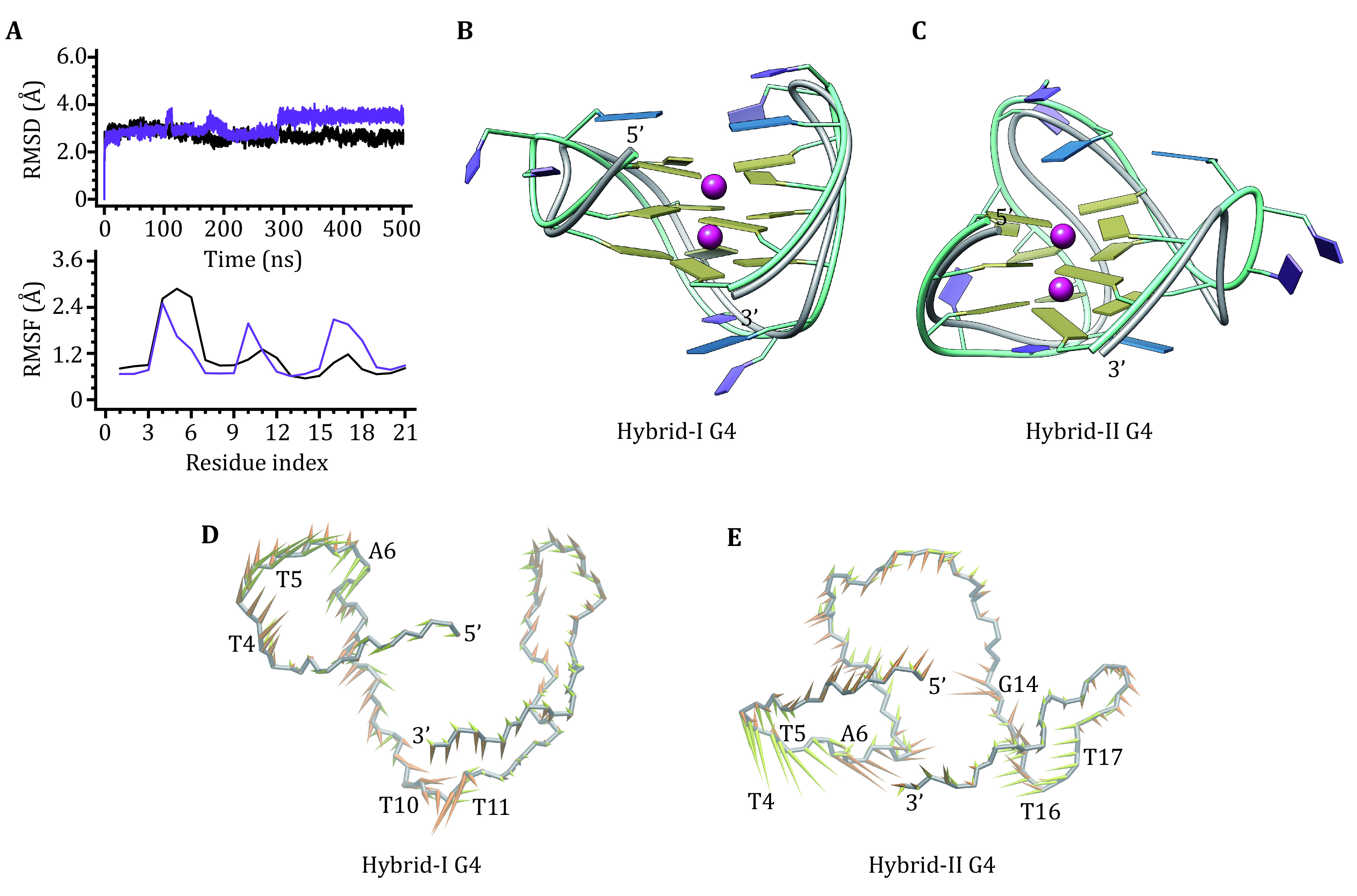 Molecular mechanism of anionic stabilizer for telomere G-quadruplex.