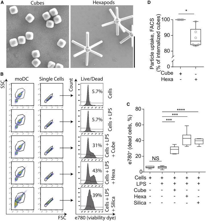 Irregular particle morphology and membrane rupture facilitate ion gradients in the lumen of phagosomes.