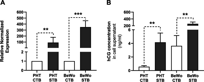 Functional reorganization of monoamine transport systems during villous trophoblast differentiation: evidence of distinct differences between primary human trophoblasts and BeWo cells.