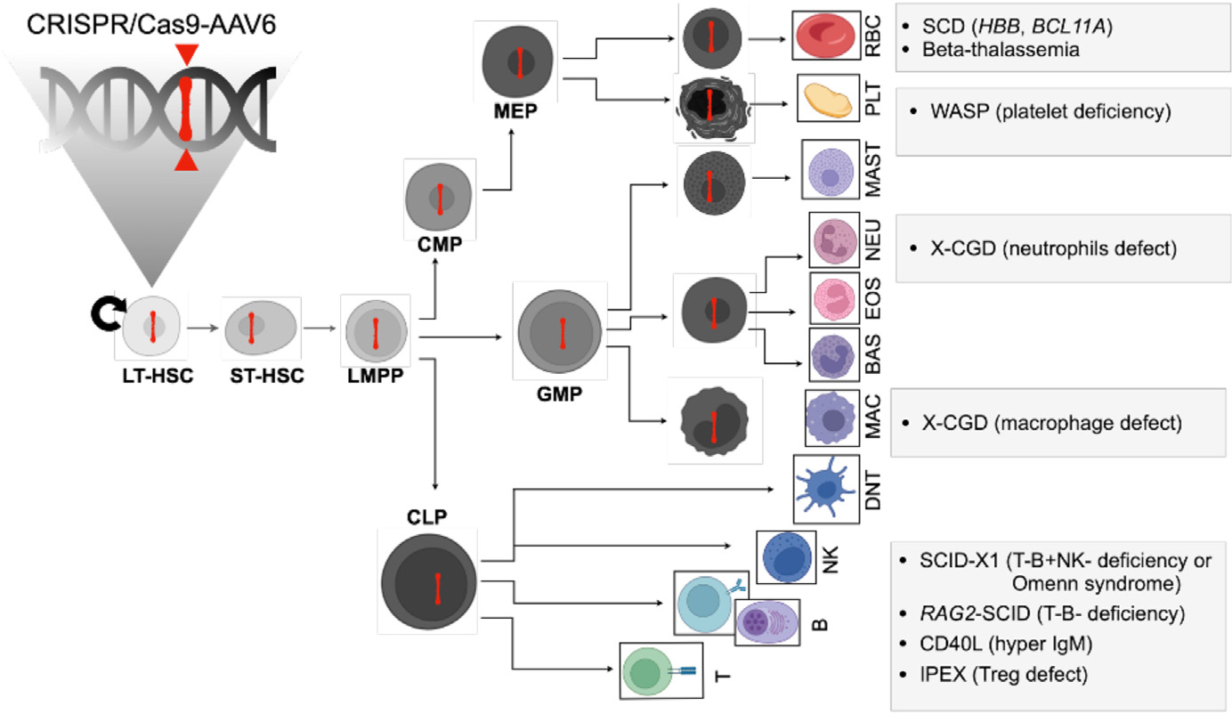 A Curative DNA Code for Hematopoietic Defects