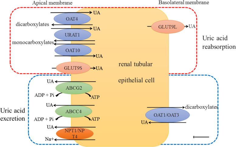 Susceptibility genes of hyperuricemia and gout.