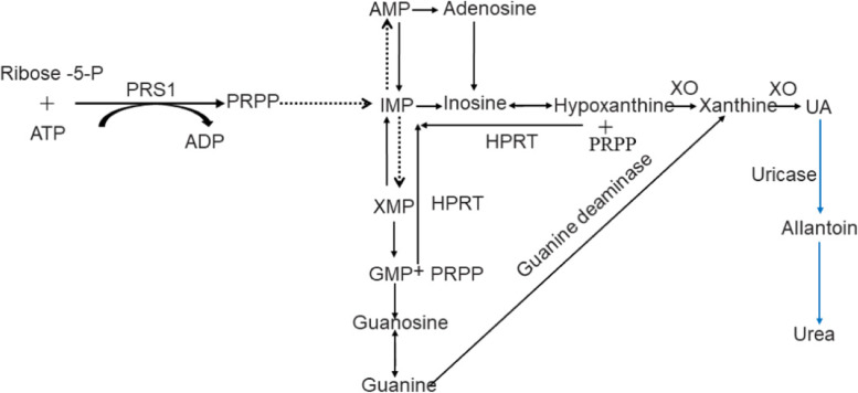 Susceptibility genes of hyperuricemia and gout.