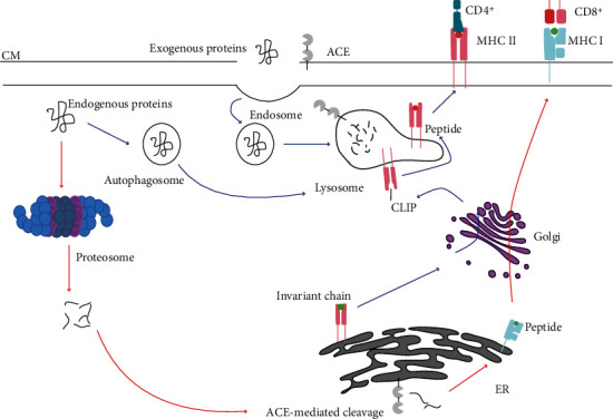 Exploring the Impact of ACE Inhibition in Immunity and Disease.