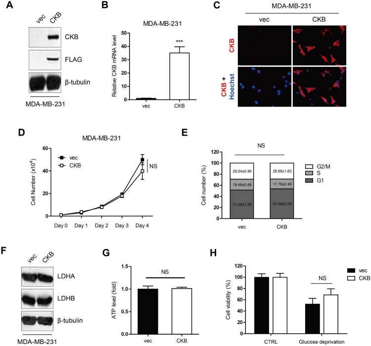 Brain type of creatine kinase induces doxorubicin resistance via TGF-β signaling in MDA-MB-231 breast cancer cells.