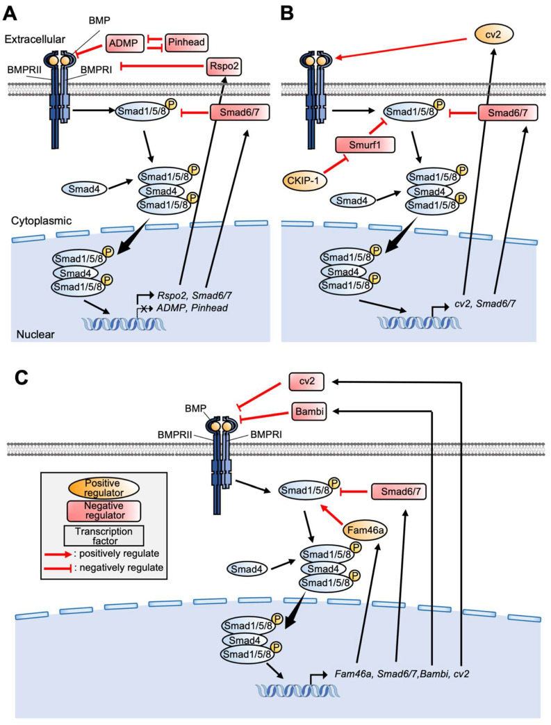 Feedback Regulation of Signaling Pathways for Precise Pre-Placodal Ectoderm Formation in Vertebrate Embryos.