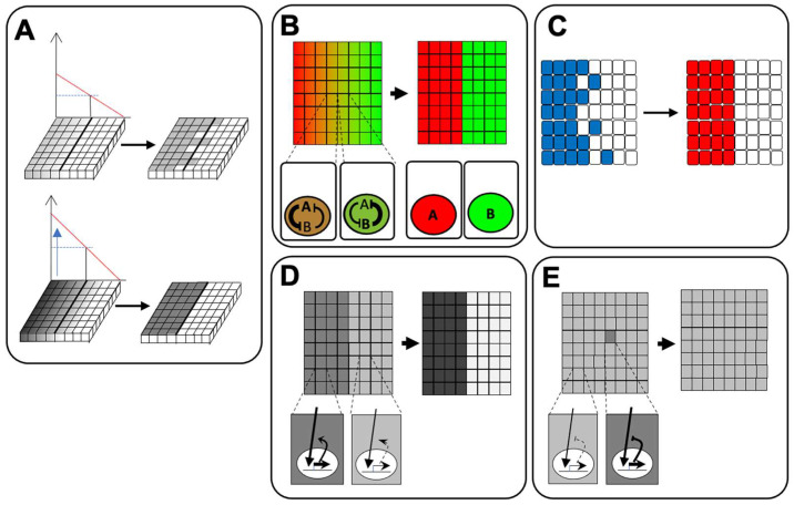 Feedback Regulation of Signaling Pathways for Precise Pre-Placodal Ectoderm Formation in Vertebrate Embryos.