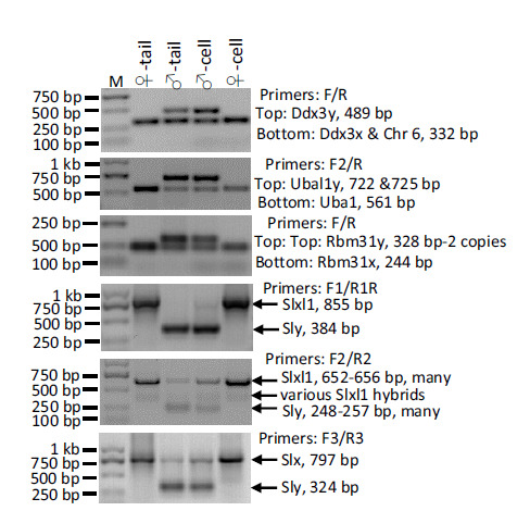 Establishment of New Genetic Markers and Methods for Sex Determination of Mouse and Human Cells using Polymerase Chain Reactions and Crude DNA Samples.