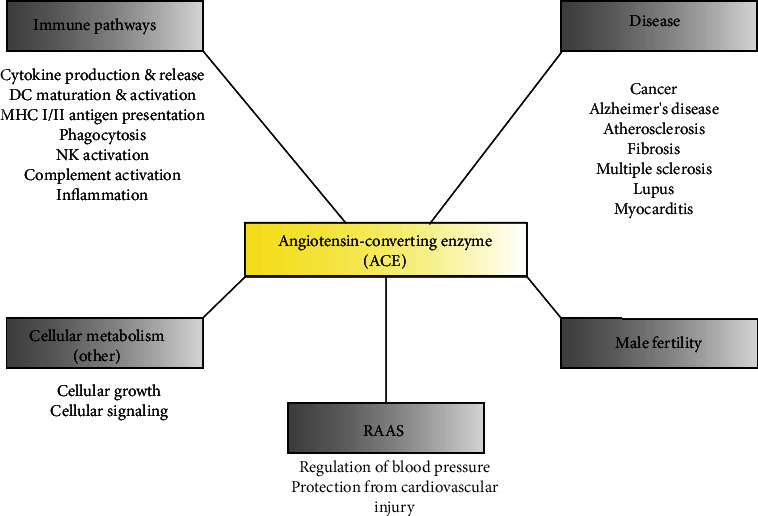 Exploring the Impact of ACE Inhibition in Immunity and Disease.