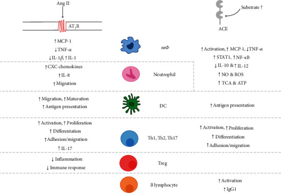 Exploring the Impact of ACE Inhibition in Immunity and Disease.