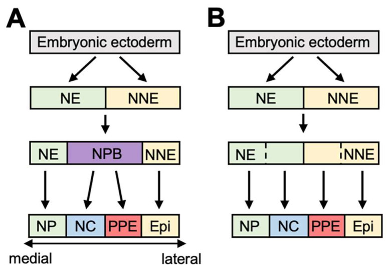 Feedback Regulation of Signaling Pathways for Precise Pre-Placodal Ectoderm Formation in Vertebrate Embryos.