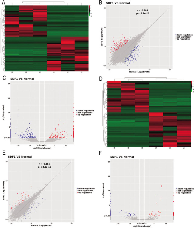 Long noncoding and micro-RNA expression in a model of articular chondrocyte degeneration induced by stromal cell-derived factor-1.