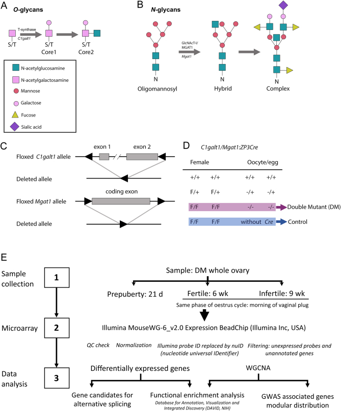 Rapid ovarian transcript changes during the onset of premature ovarian insufficiency.