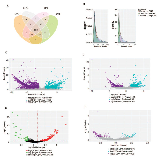 Construction of PARPi Resistance-related Competing Endogenous RNA Network.