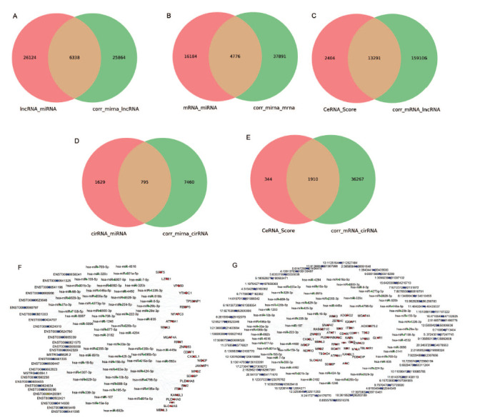 Construction of PARPi Resistance-related Competing Endogenous RNA Network.