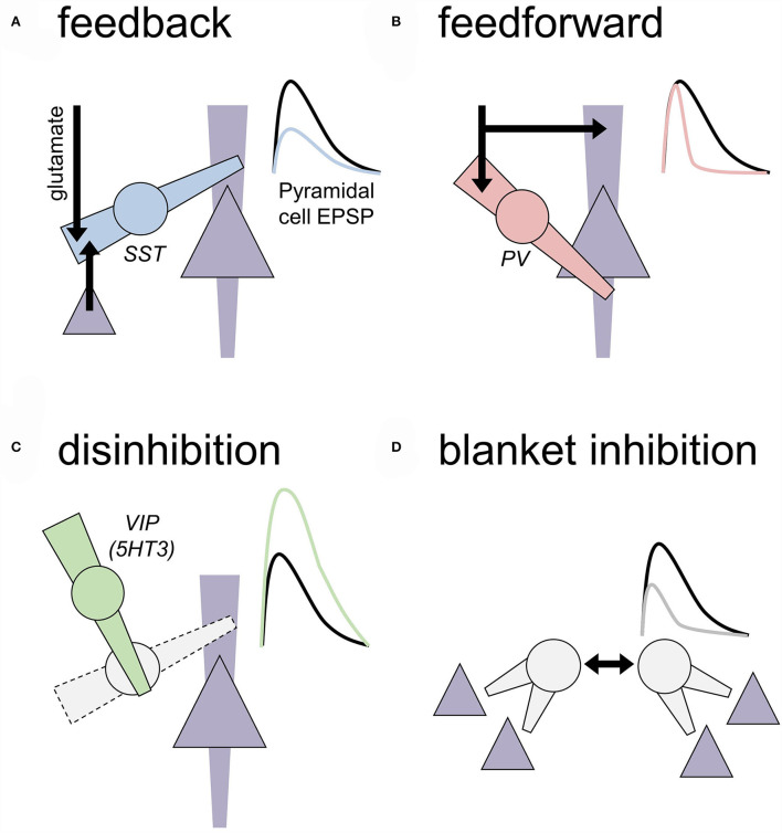 Targeting prefrontal cortex GABAergic microcircuits for the treatment of alcohol use disorder.