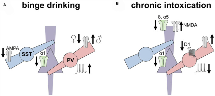 Targeting prefrontal cortex GABAergic microcircuits for the treatment of alcohol use disorder.