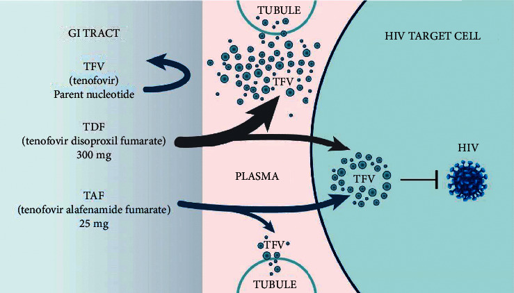 Clinical Considerations in the Selection of Preexposure Prophylaxis for HIV Prevention in Canada.