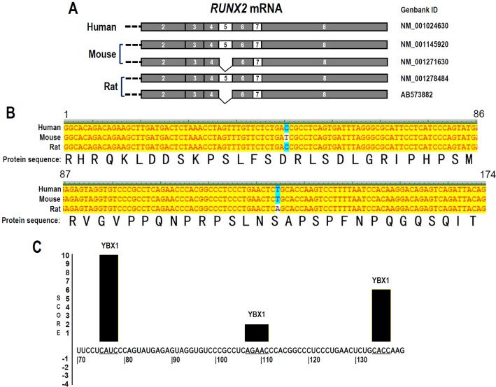 YBX1 Promotes the Inclusion of RUNX2 Alternative Exon 5 in Dental Pulp Stem Cells.