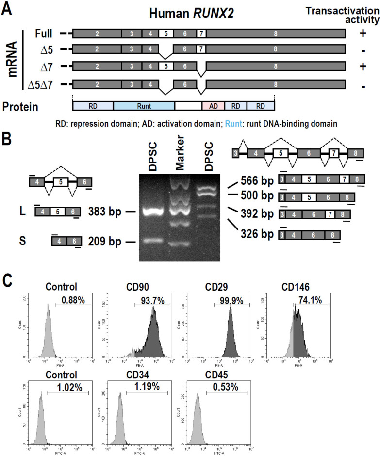 YBX1 Promotes the Inclusion of RUNX2 Alternative Exon 5 in Dental Pulp Stem Cells.